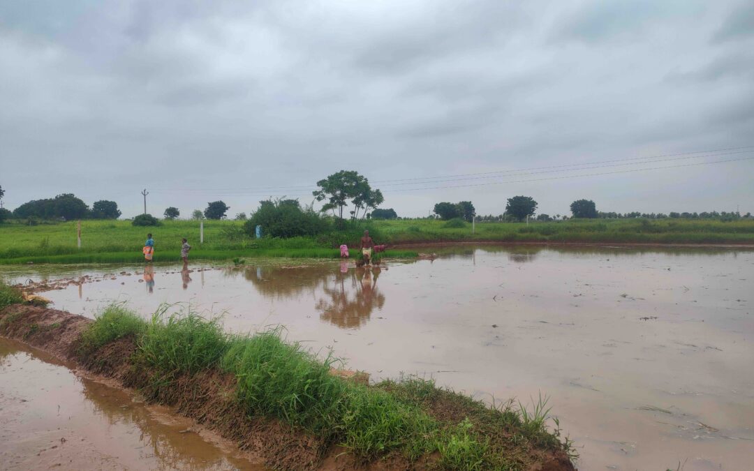 A farm in Mahbubnagar district, Telangana