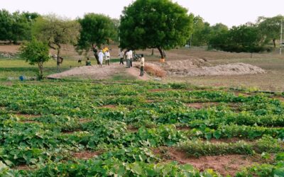 Field Notes from Raichur: How People are Working to Restore Common Land