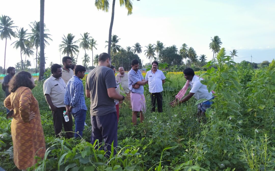 G. Prabhakar, a farmer who practices a traditional form of intercropping called Akkadi Saalu, demonstrates to WELL Labs researchers.