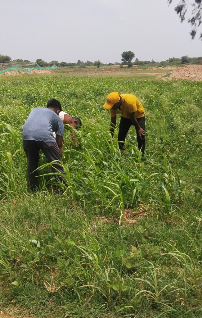 Three men on an open field: Plants grown to be made into manure being harvested for crushing in Malakasamudra village in the summer of 2023. Credit: Revanna Siddamma, Prarambha