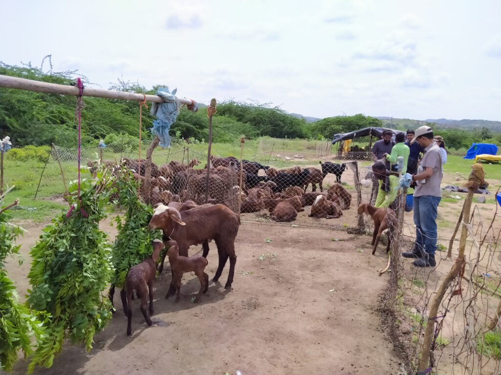 Well Labs team observing goats and other livestock in Raichur