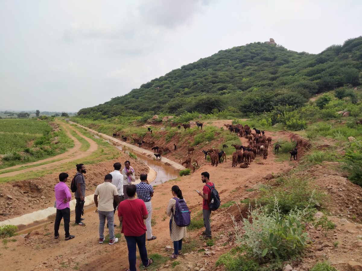 WELL Labs researchers watch livestock walking by a waterway in Raichur