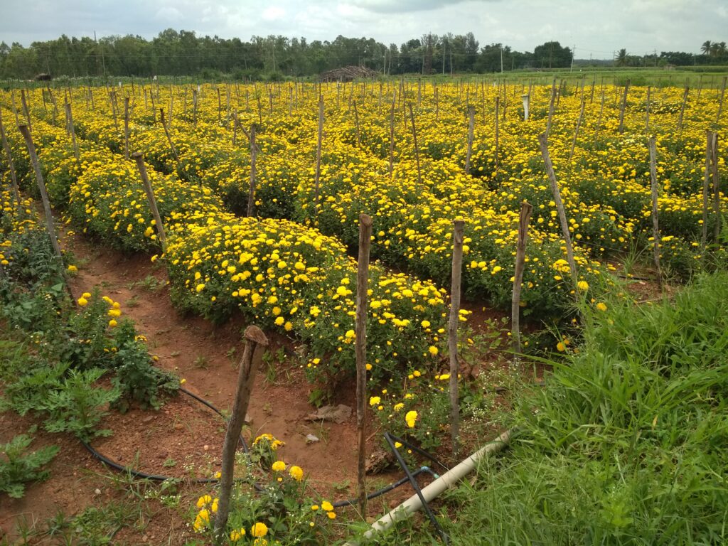 A marigold field in Doddaballapur that uses pheromone traps for pest management.