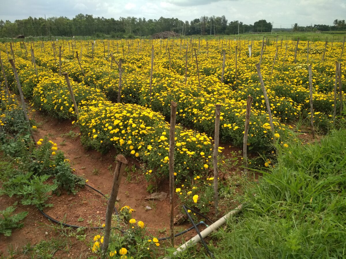 A marigold field in Doddaballapur that uses pheromone traps for pest management.