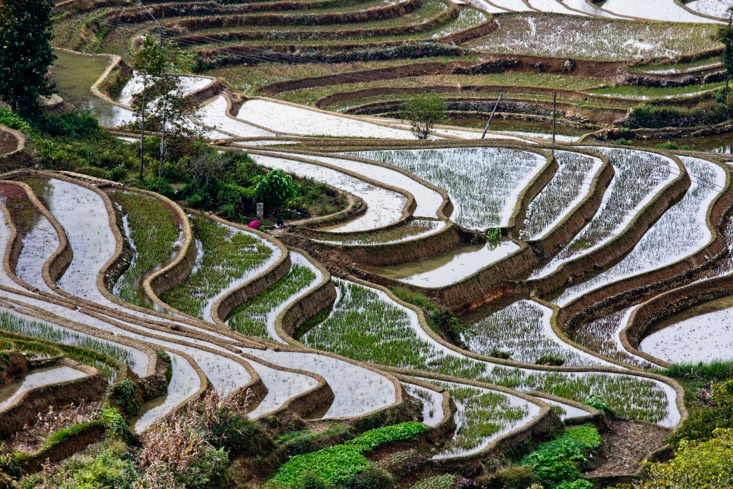 Photo by Vince Russell on Unsplash. Terrace crop cultivation in Yunan province, China.  