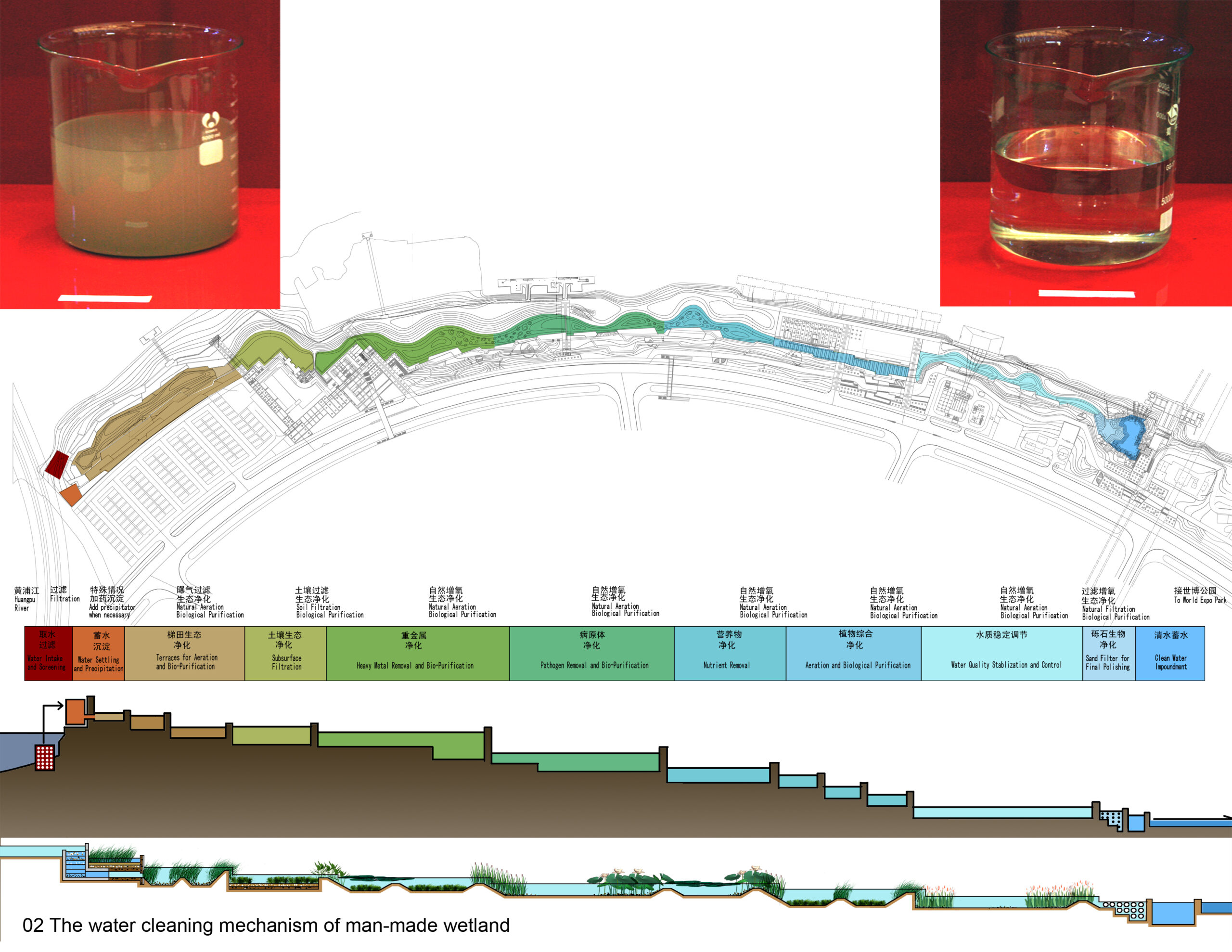 An illustration of how water is purified through wetland systems. Image by Turenscape and Kongjian Yu.