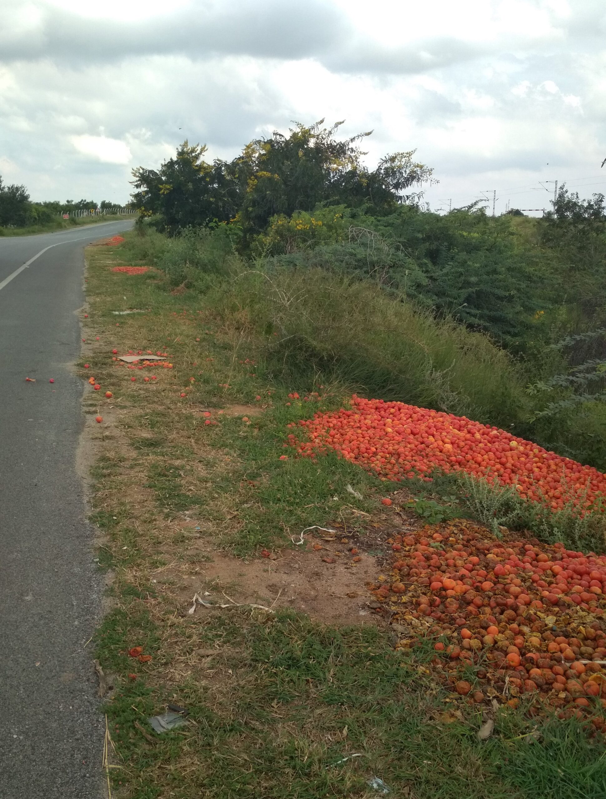 Piles of tomatoes lay discarded by a road near Anantapur, Andhra Pradesh