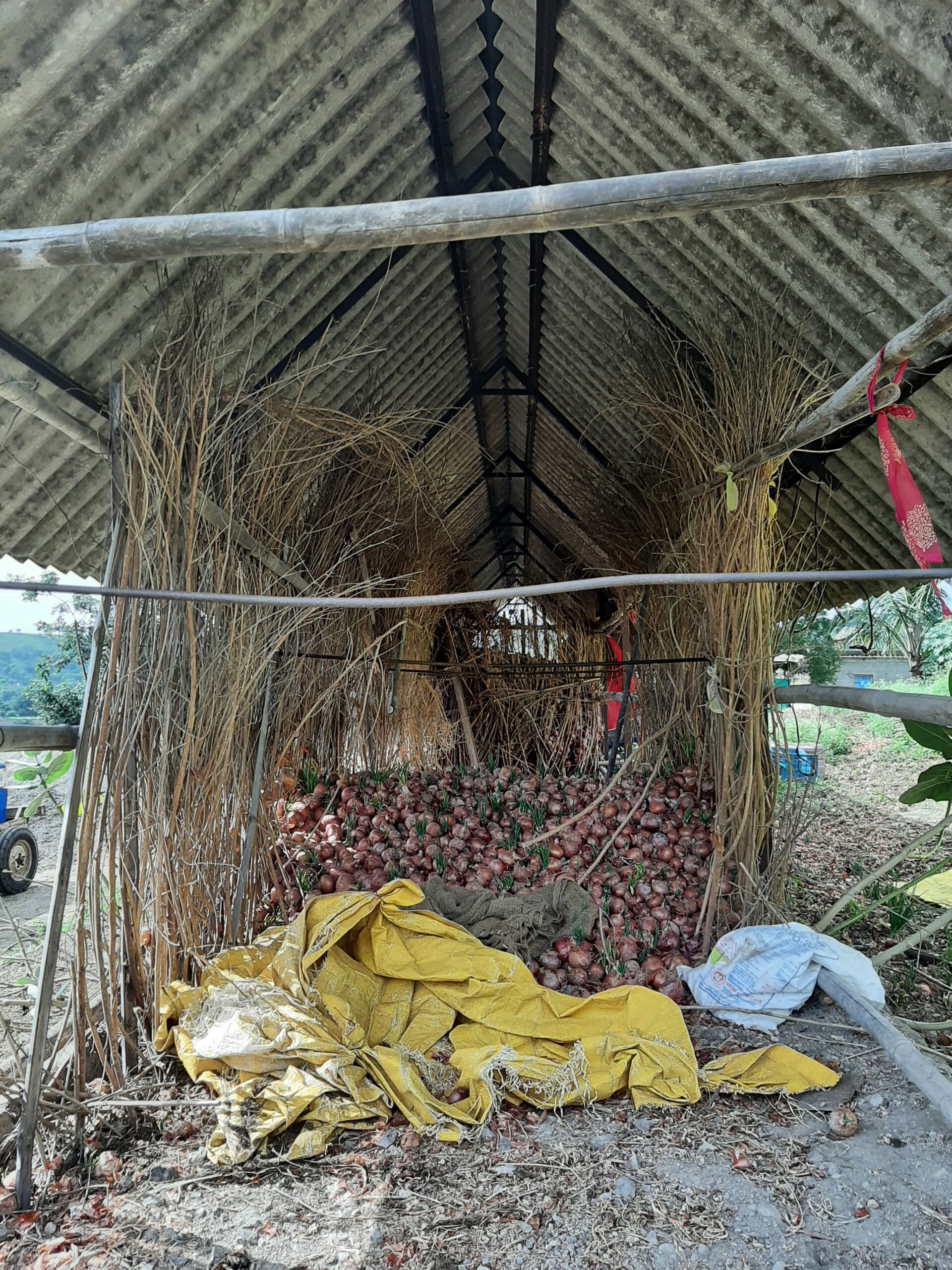 Onions sprouting in a storage shed in Wadzire, to be discarded soon. Photo by Mukta Deodhar, Srushti Paranjpe