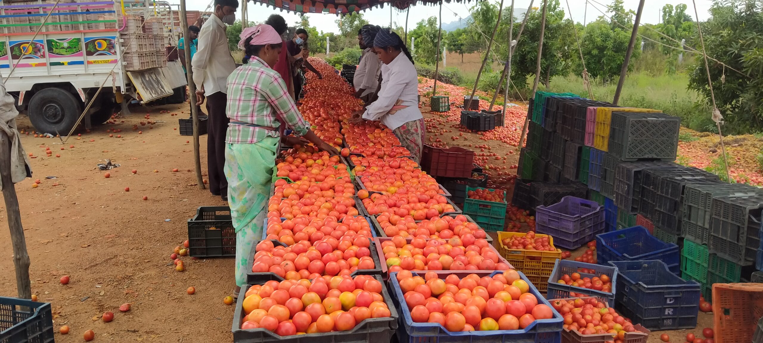 Tomatoes being sorted at an informal mandi near Anantapur, Andhra Pradesh. Middlemen conduct transactions and buy only fine grade produce, which is sent to Pondicherry, Goa and Telangana. Picture credit: Pranuti Choppakatla and Surabhi Singh