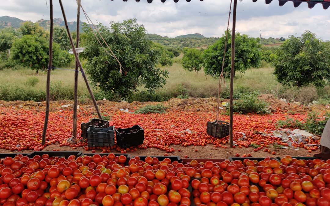 Field Notes from Anantapur’s Tomato Markets