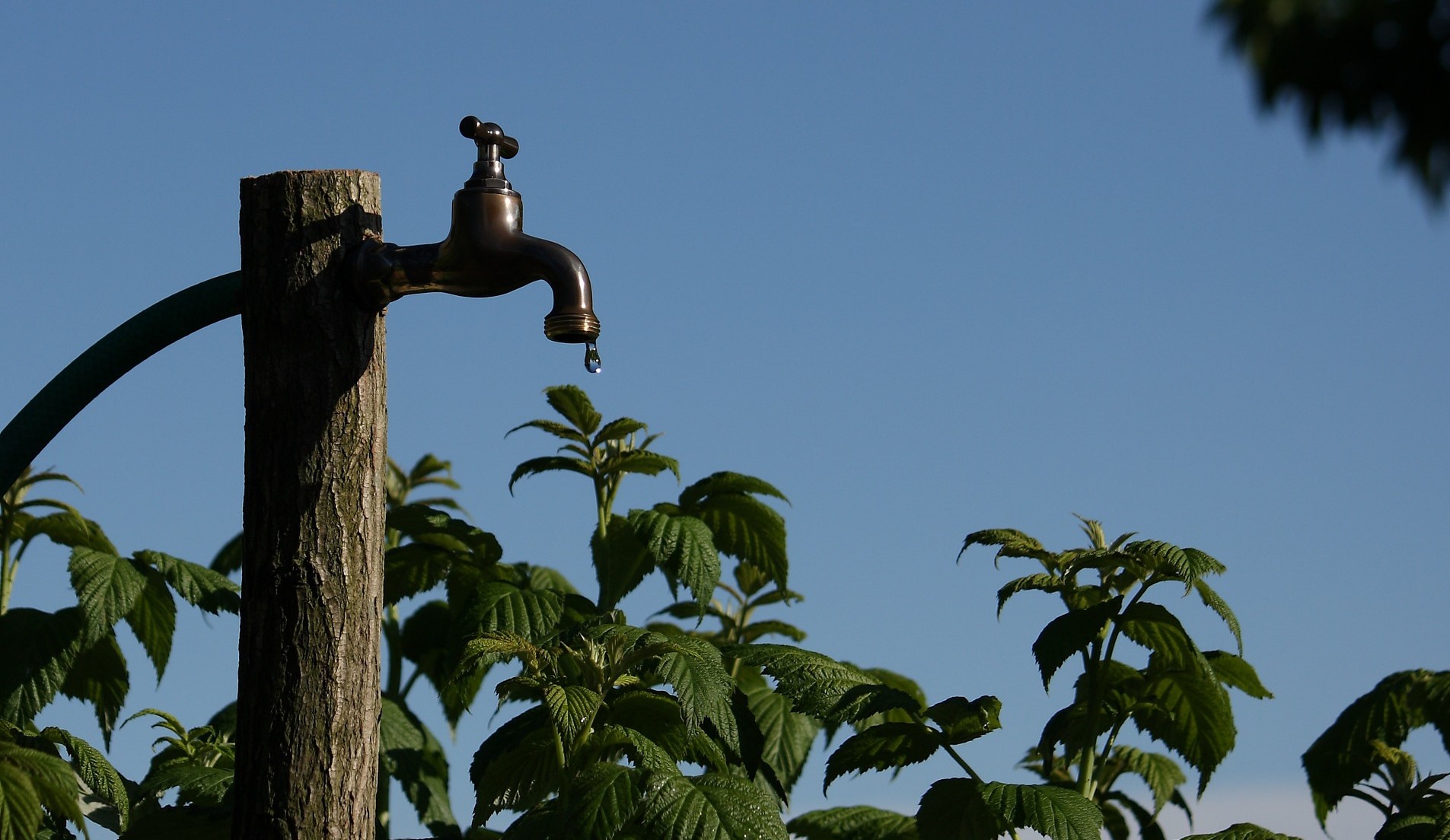 Rpresentational image of  a water tap next to plants. Photo credit: Pixabay