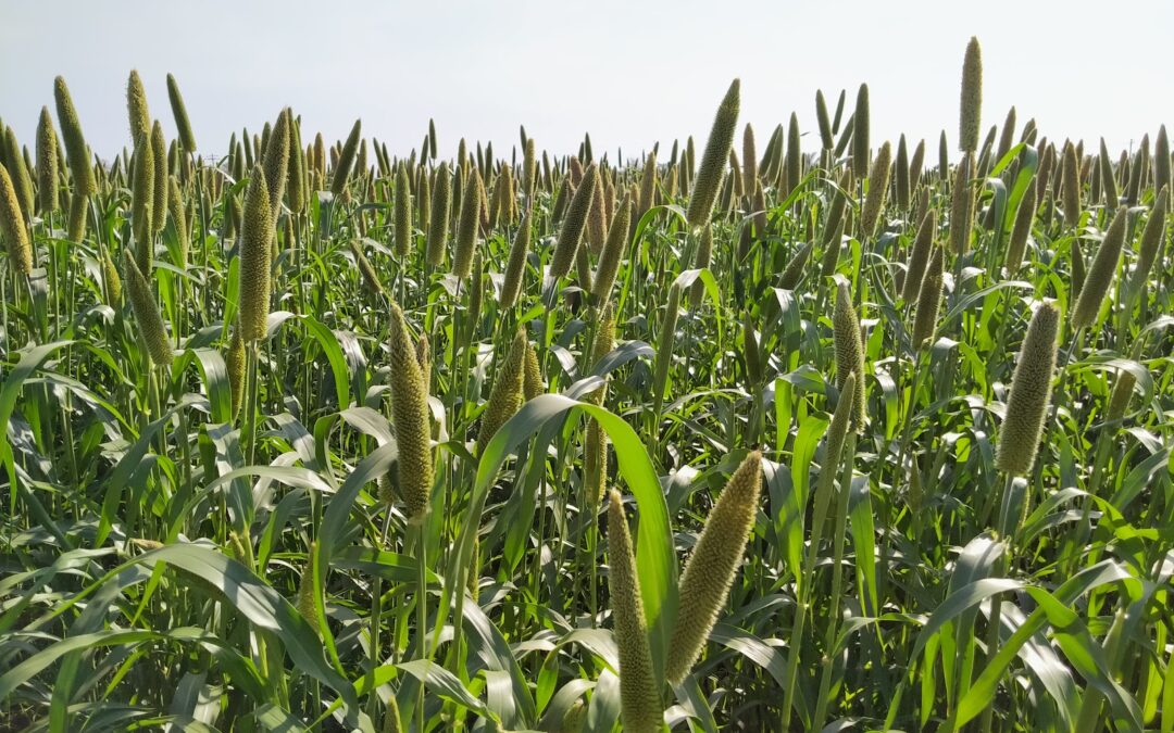 A field of pearl millet crop. Pearl millet is the major rabi crop in Mukkanal village in Raichur, cultivated mainly for self consumption and for livestock.