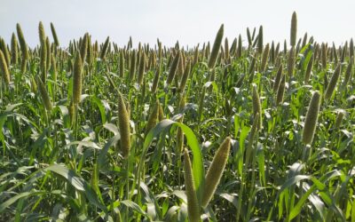 When Good Farming Ideas Fail to Last