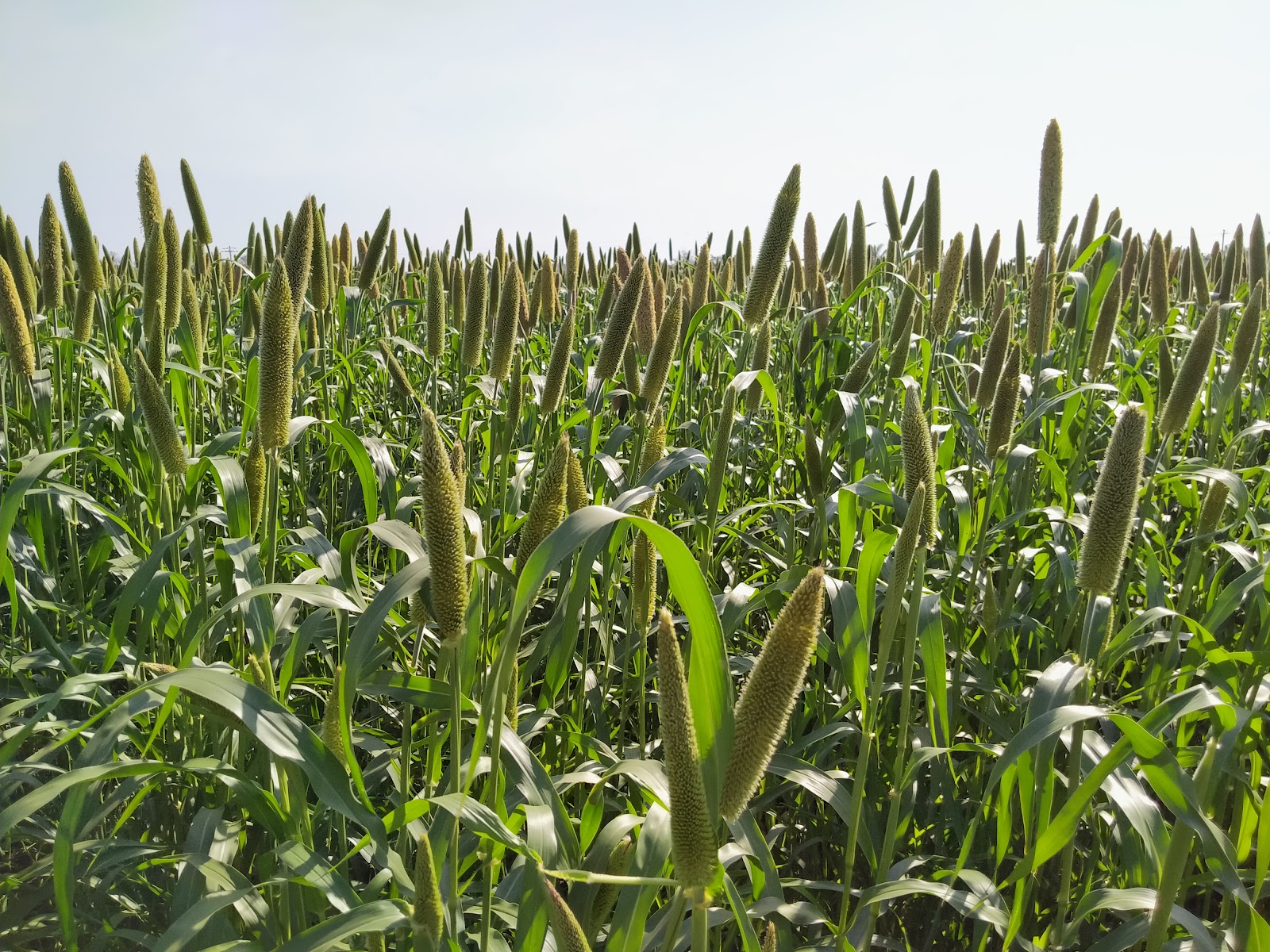 A field of pearl millet crop. Pearl millet is the major rabi crop in Mukkanal village in Raichur, cultivated mainly for self consumption and for livestock.