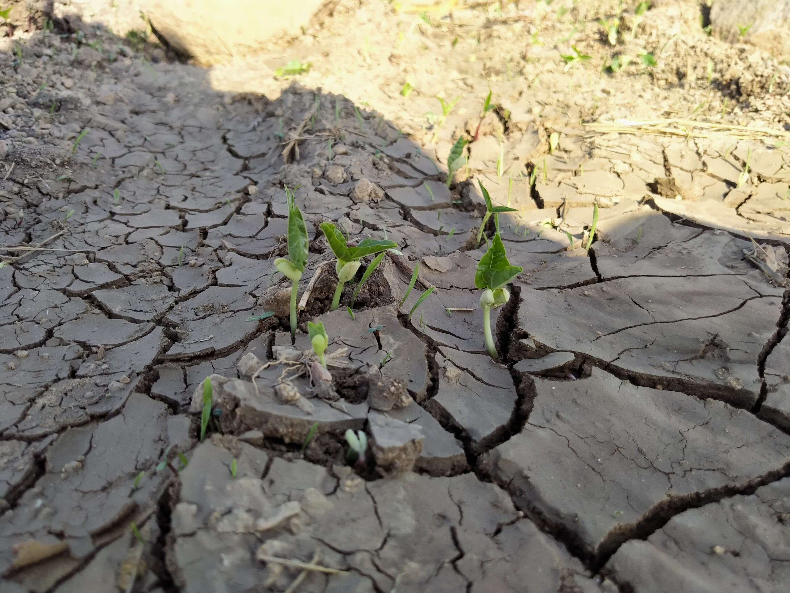 Saplings sprout on dry, degraded land.