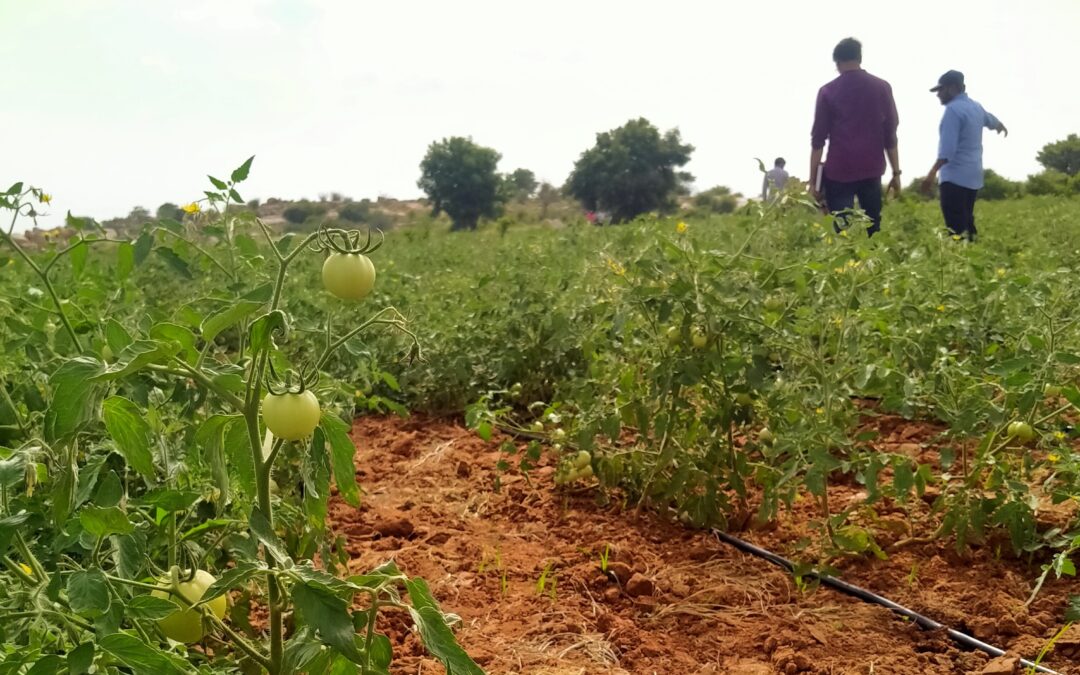 Playbooks for Green Rural Livelihoods: WELL Labs researchers on the field on Anantapur, Andhra Pradesh. Credit: Manjunatha G.