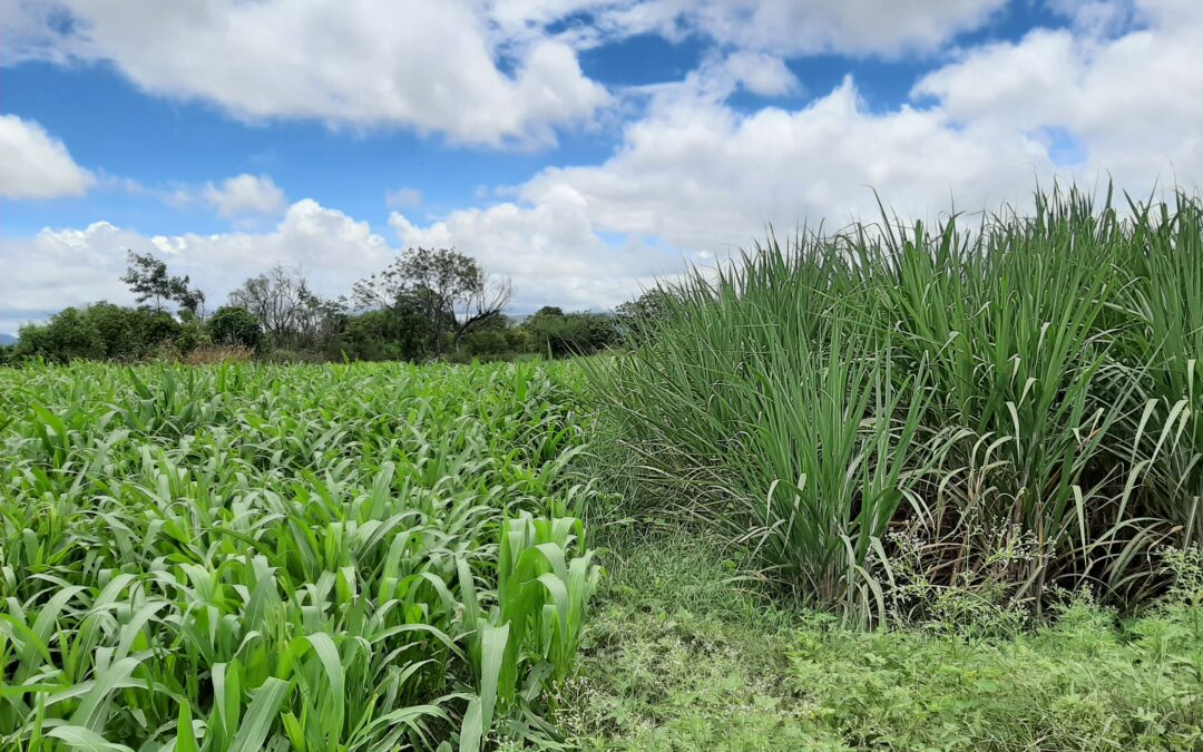 On the right is Namdeo Jhungare's sugar cane crop, about halfway ready for harvest, and on the left is a crop of millet (also an anomaly for October – this will mostly be used/sold as fodder and/or for sustenance). | Srushti Paranjpe/Mukta Deodhar