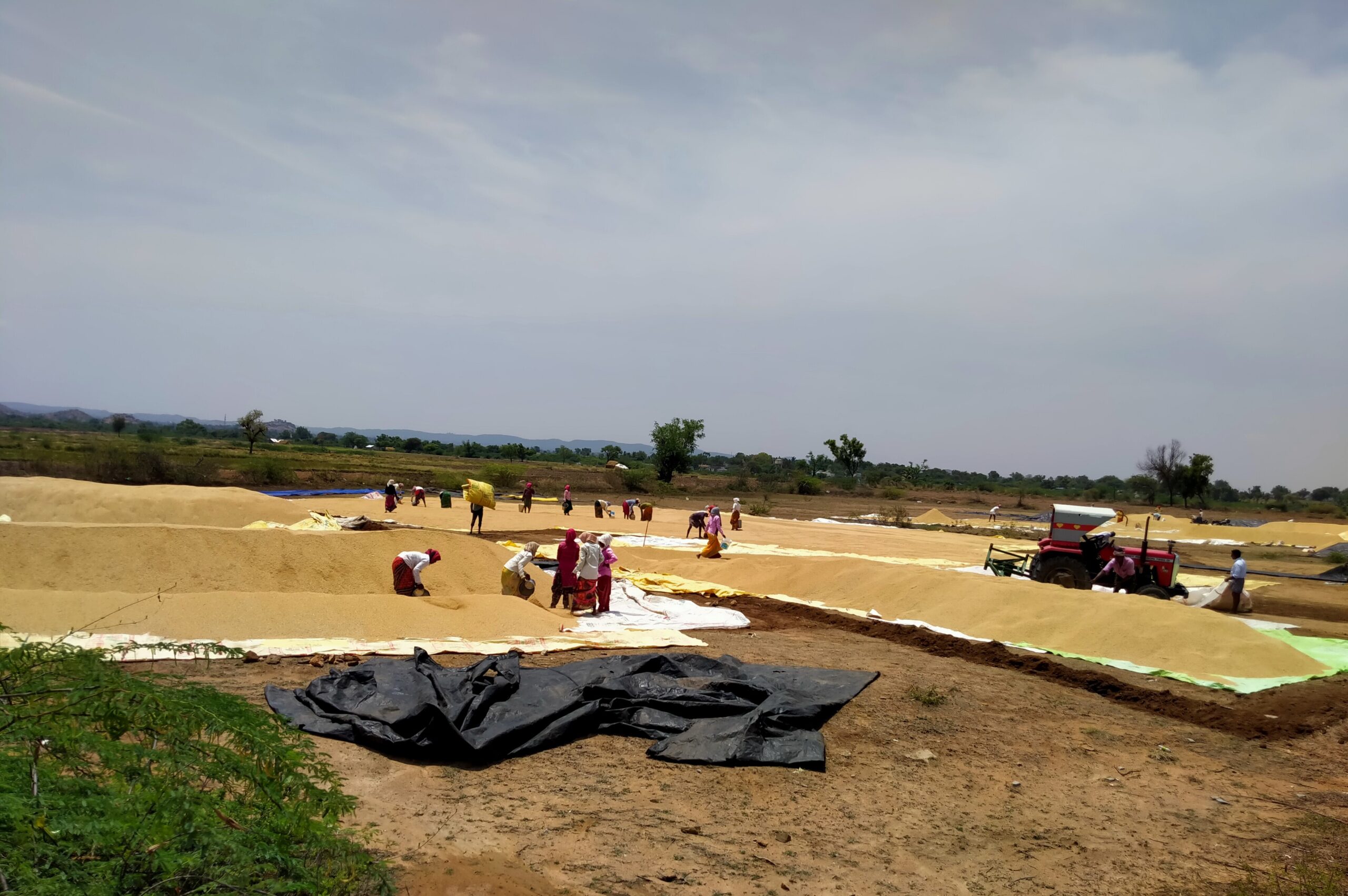 Farmers dry and package harvested paddy in Mukkanal, Karnataka, India.