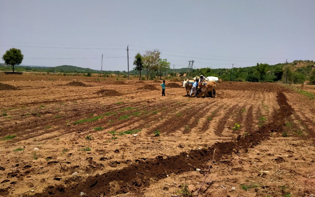 Land prepared for sowing at WELL Labs' pilot site in Raichur, Karnataka.