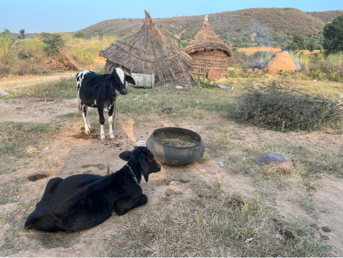 A snap from Rajaak’s (an inhabitant of Neemli, Rajasthan) land, where he no longer practises farming. Instead, he derives his income from livestock and a newly-installed koyla (which turns wood to charcoal) as seen behind in the picture.