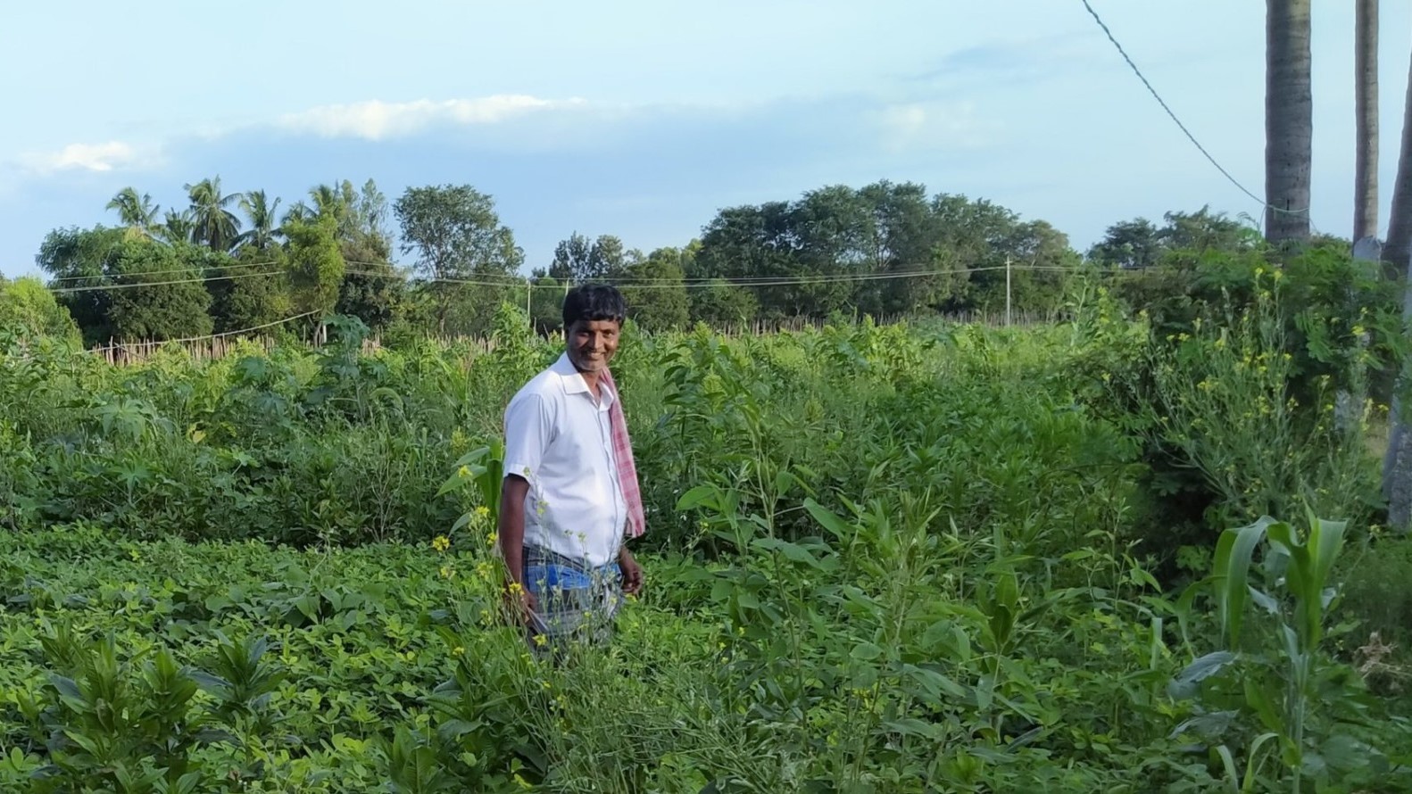 A man standing in a field with different kinds of crops.