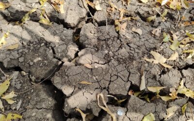 Unpredictable Rainfall Makes Farming in Marathwada Even Harder