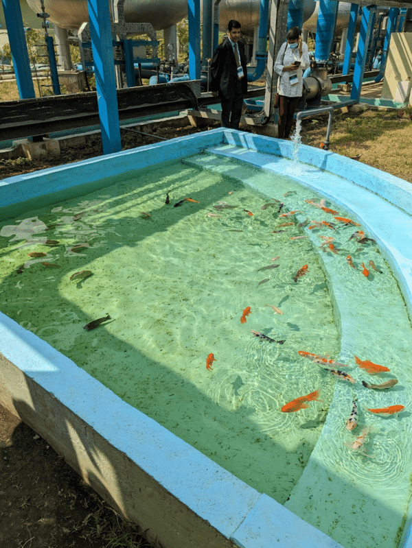 Fish pond at Nesapakkam