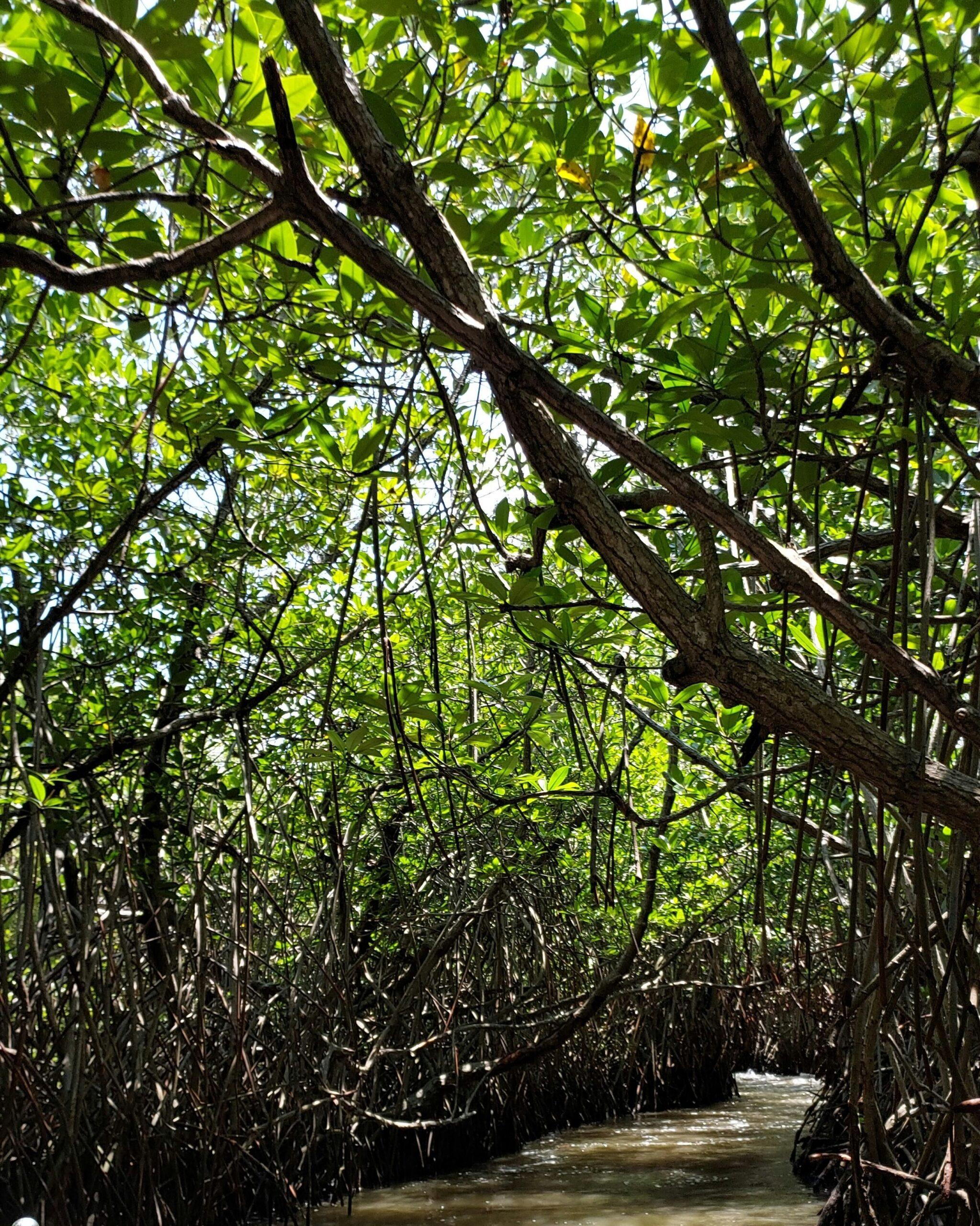 Mangrove forest