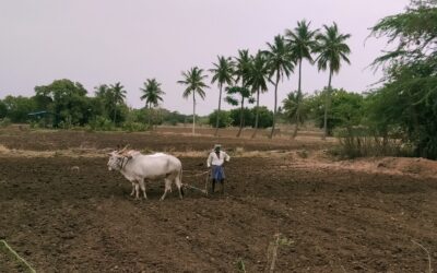 Policy Brief: Augmenting Farmer Income With On-farm Carbon and Water Trade-offs