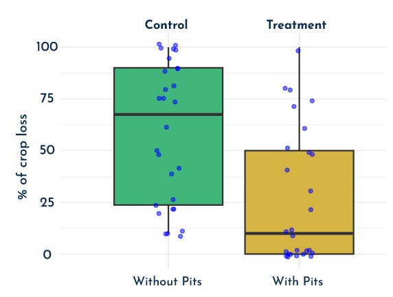 Fig 5: A comparison of percentage crop loss reported in 2022 by pit owners (yellow) and non-pit owners (green).