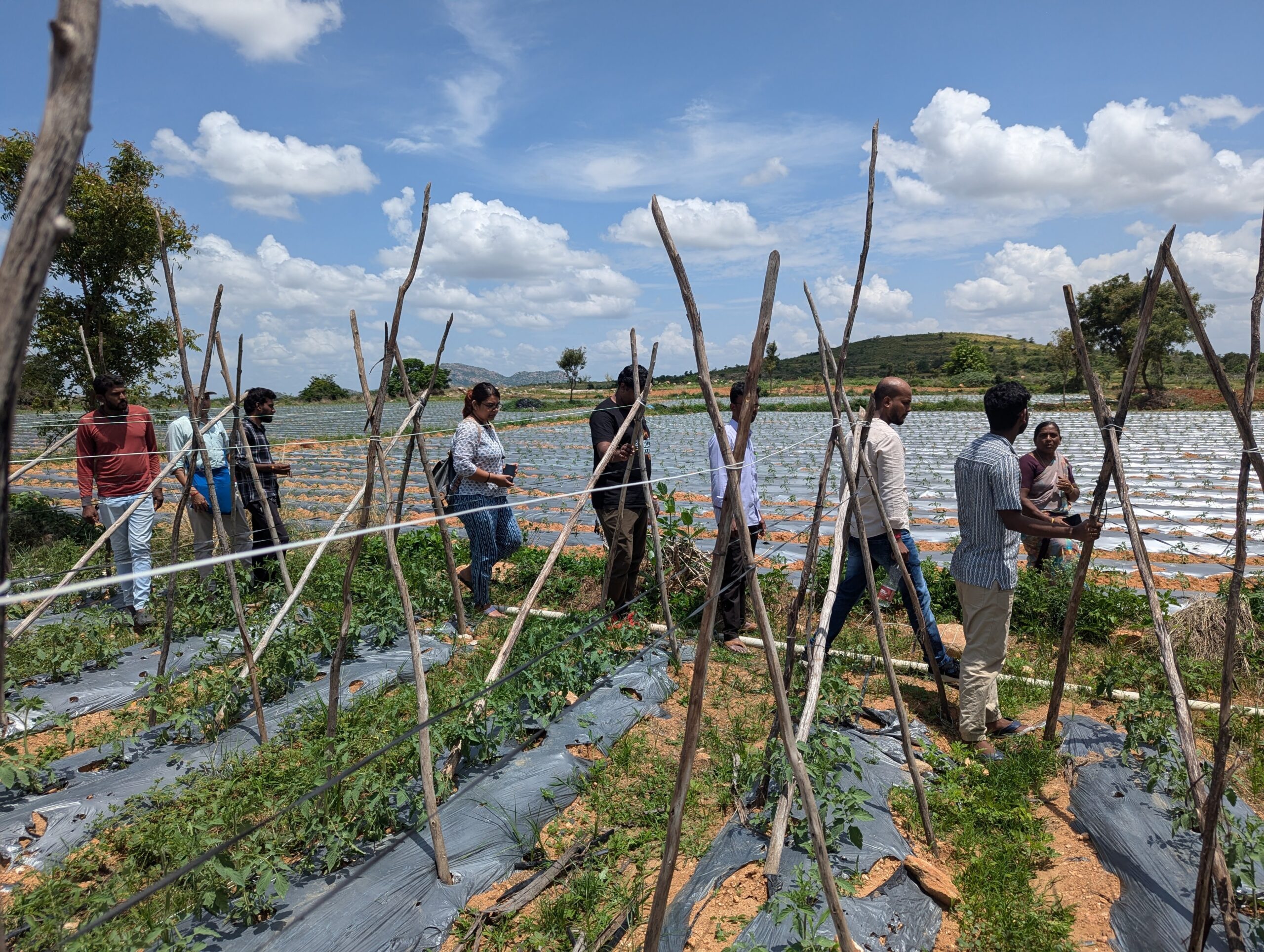 The crops in the photo are irrigated by water that’s transported by pipes from a nearby valley in Anantapur, Andhra Pradesh.