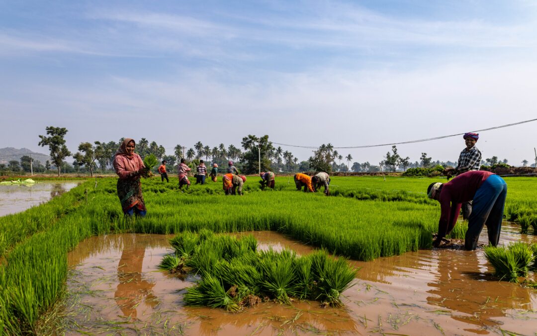 A dozen or so agricultural labourers transplating paddy in a flooded field. The top half of the image comprises the sky in a blue-white gradient.