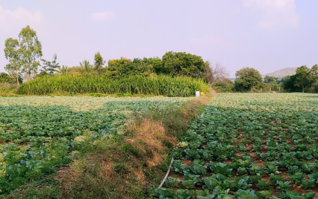 A farm with cabbage in Chikkaballapur, Karnataka