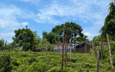 Success Stories from the Green Rural Economy Initiative