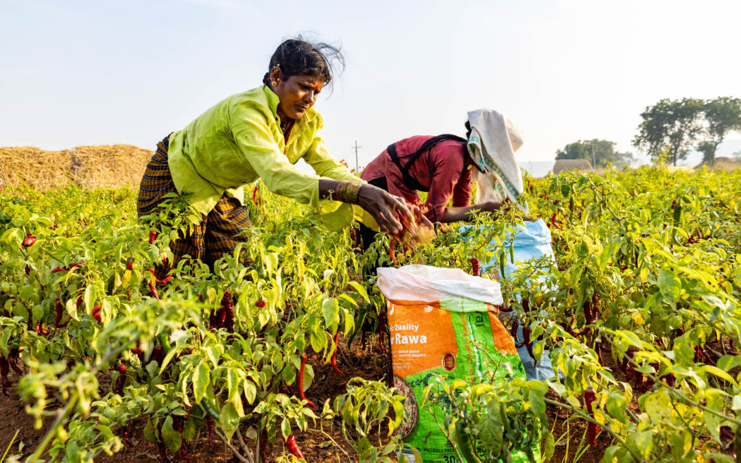Two women farm workers harvest bright red byadgi chillies in a sunlit field in Raichur, Karnataka.
