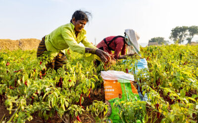 Raichur at the Crossroads: Gender-Sensitive Strategies for Sustainable Rural Labour