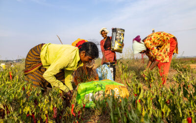 Promoting Equitable Irrigation, Market Access, Agricultural Innovation, and More | Insights from the Rural Futures Programme