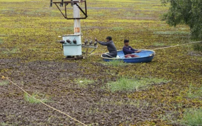 As climate risks grow, India’s Bengaluru is trying to save its vanishing lakes