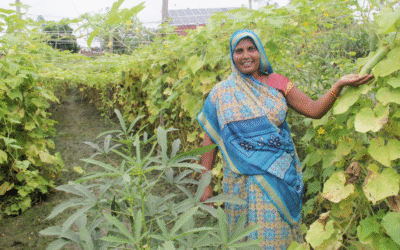 Accelerating Collaboration for Rural Development | Insights from the Platforms and Partnerships Programme