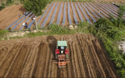 A Collective Path to Sustainable Groundwater Use in Semi-Arid India