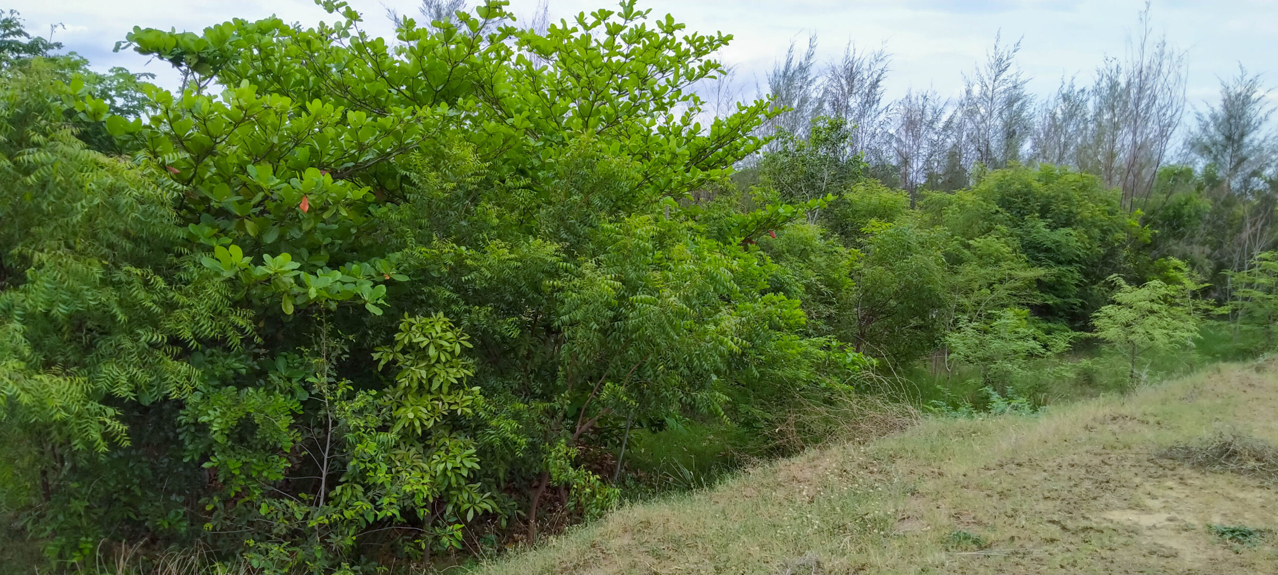 Visual from QGIS showing Manyata Tech Park (outlined in red). The blue dotted lines represent primary drains.