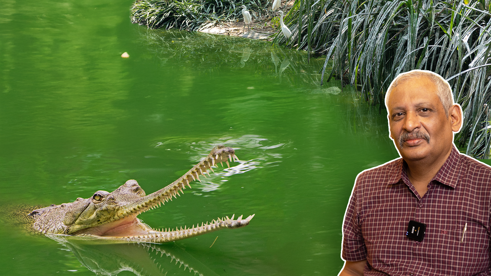jagdish banner Esha Zaveri in the foreground, overlaid on a paddy field where a farmer sprays fertilizer or pesticide, symbolizing agriculture, water pollution, and nitrogen management.