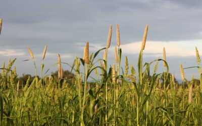 Running the Odisha Millets Mission with Ashima Chaudhary
