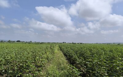 Seed Treatment: A Step Towards Sustainable Agriculture in Raichur and Koppal