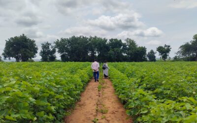 Green Manuring: A Sustainable Agricultural Practice to Improve Crop Productivity